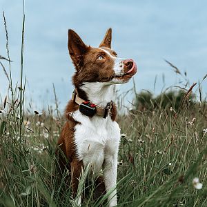 DOG GPS mini lokátor pro psy