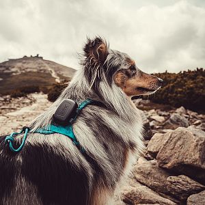 DOG GPS mini lokátor pro psy
