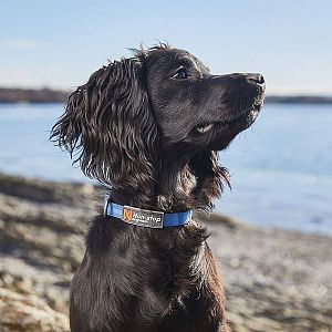 Lehký obojek Tumble v krásné modré barvě je slušivým doplňkem pro každého chlupáčka