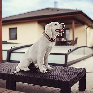Obojek K9 je vhodný i pro štěňátka při výcviku poslušnosti