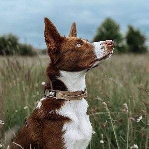 Obojek perfektně sedne každému chlupáčovi
