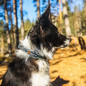 Obojek Roam Non-stop dogwear sluší každému pejskovi