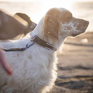 Příjemný obojek Roam je stvořený pro každou aktivitu