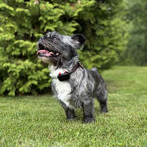 Váš mazel bude díky virtuálním plotům v bezpečné zóně kolem domu i na chalupě