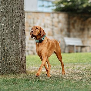 Zelený K9 taktický obojek pro psy Dogtrace